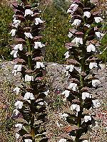Acanthus mollis