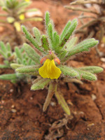 Ajuga iva