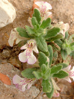Ajuga iva