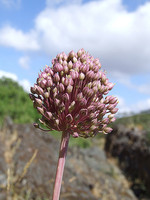 Allium ampeloprasum