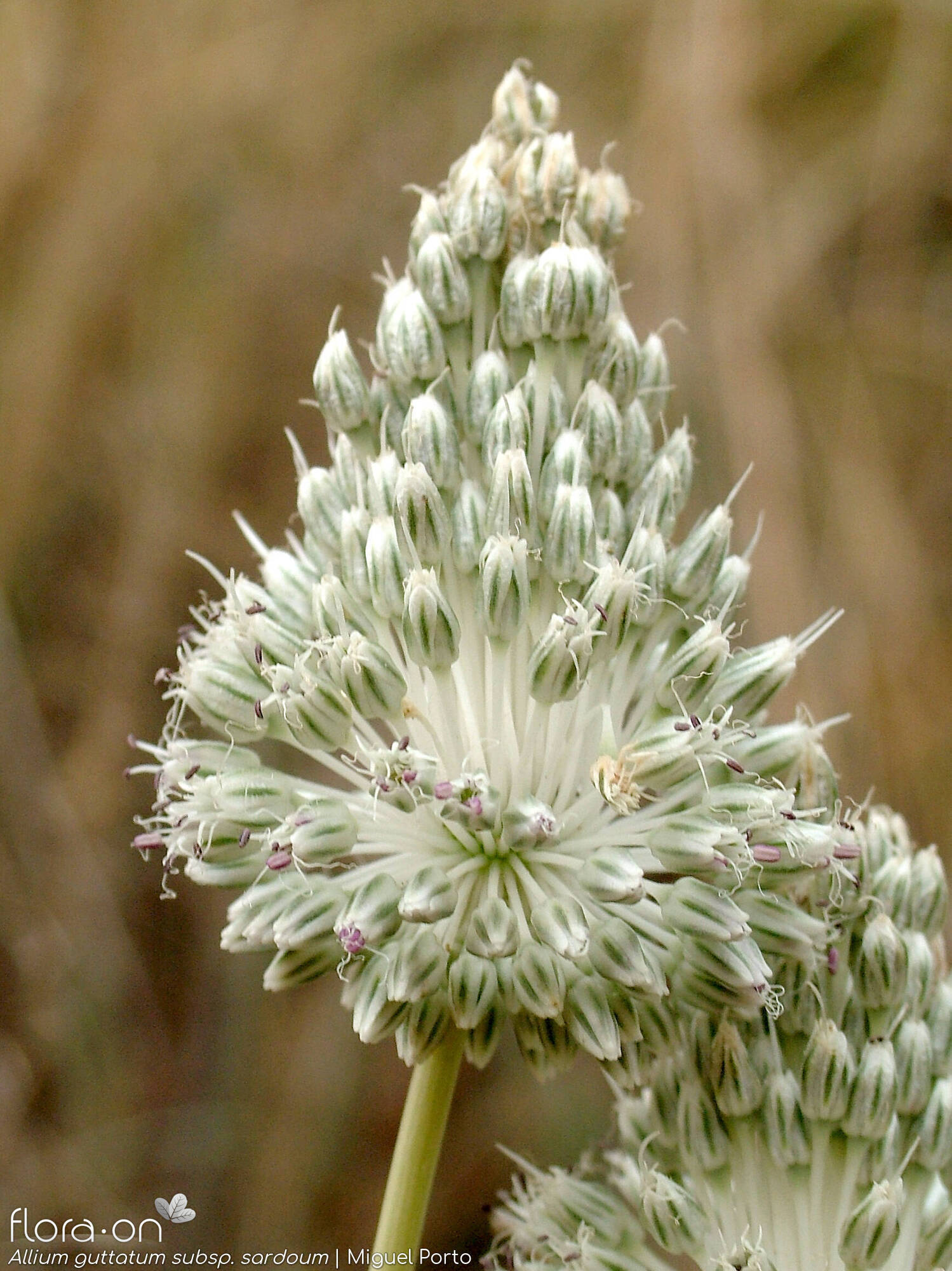 Allium guttatum