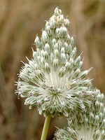 Allium guttatum