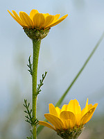 Anacyclus radiatus