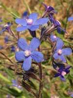 Anchusa azurea