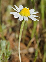 Anthemis arvensis