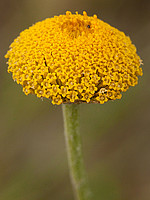 Anthemis canescens