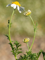 Anthemis cotula