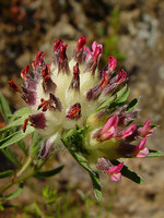 Anthyllis vulneraria