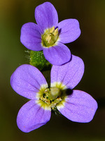 Arabis verna