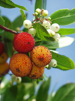 Arbutus unedo