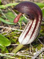 Arisarum simorrhinum
