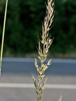 Arrhenatherum elatius
