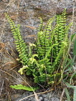 Asplenium trichomanes