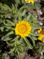 Asteriscus aquaticus