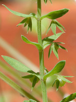 Asterolinon linum-stellatum