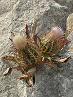 Atractylis cancellata