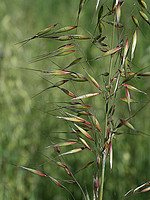 Avena strigosa