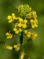 Barbarea vulgaris