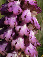 Barlia robertiana