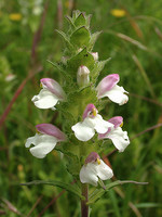 Bartsia trixago