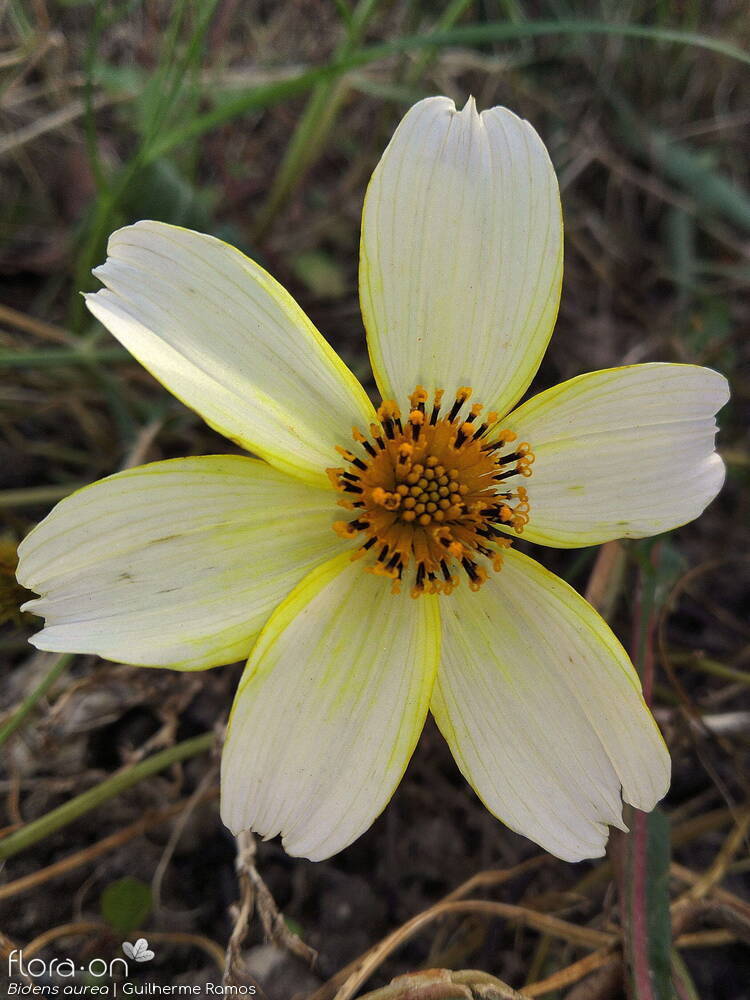 Bidens aurea