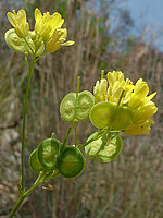 Biscutella valentina