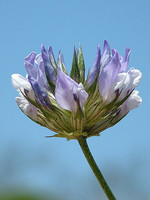 Bituminaria bituminosa