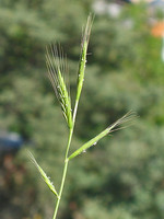 Brachypodium distachyon