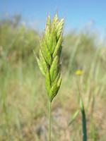 Bromus hordeaceus