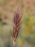 Bromus rubens