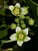 Bryonia dioica