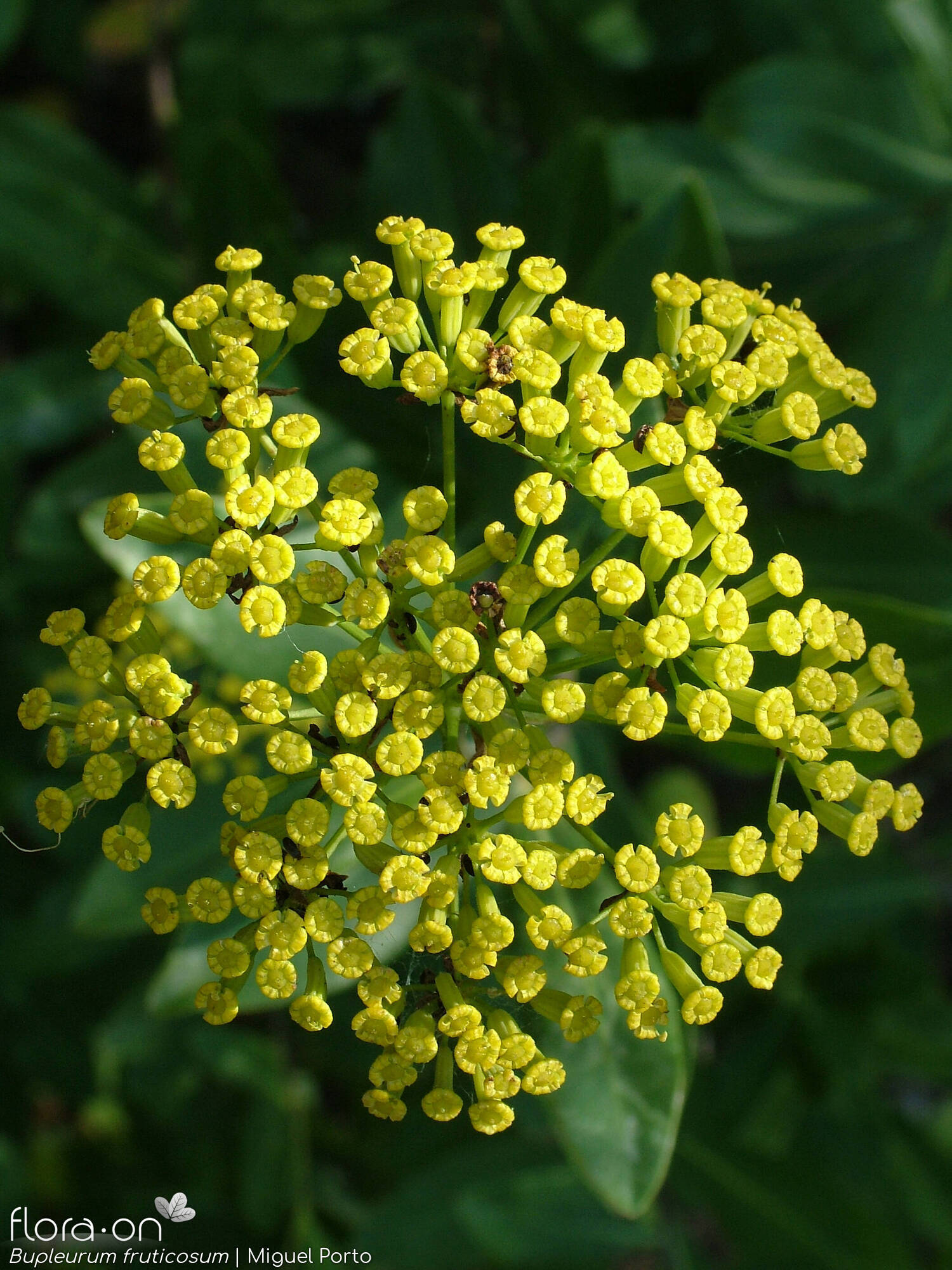 Bupleurum fruticosum