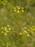 Bupleurum rigidum