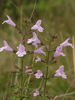 Calamintha nepeta