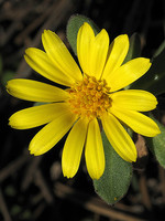 Calendula arvensis