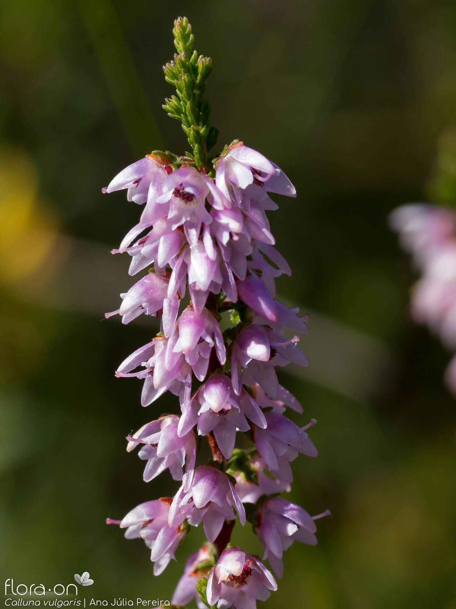 Calluna vulgaris