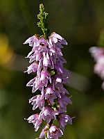 Calluna vulgaris