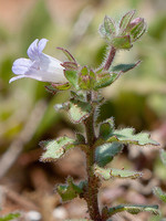 Campanula erinus