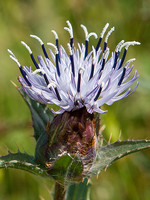 Carduncellus caeruleus