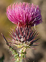 Carduus lusitanicus