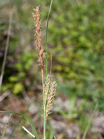 Carex flacca