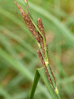 Carex hispida