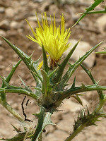Carthamus lanatus