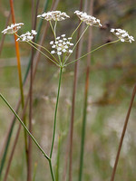 Carum verticillatum