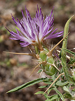 Centaurea calcitrapa