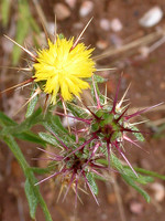 Centaurea melitensis