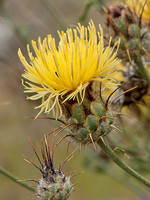 Centaurea ornata