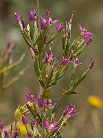 Centaurium pulchellum