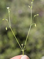 Cerastium brachypetalum