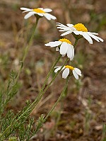 Chamaemelum nobile